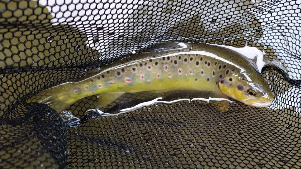 Photo of the First Trout of the day